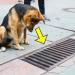 Le chien regardait tous les jours dans le collecteur d’eaux pluviales et lorsque celui-ci a été ouvert, les gens ont été choqués !