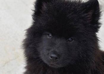 Une famille adopte un chien; lorsque le vétérinaire le voit, il appelle la police!