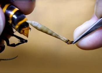 Pourquoi les abeilles meurent après avoir piqué ?