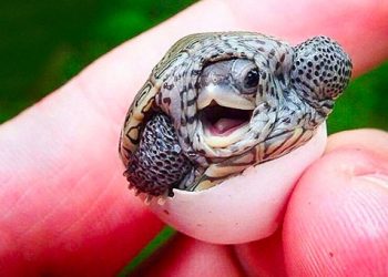 15 bébés animaux qui feront fondre même les cœurs les plus froids