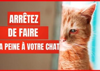 16 choses qui blessent émotionnellement votre chat