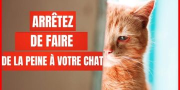 16 choses qui blessent émotionnellement votre chat
