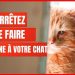 16 choses qui blessent émotionnellement votre chat