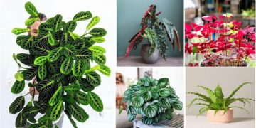 7 plantes d’intérieur aux feuilles uniques