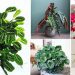 7 plantes d’intérieur aux feuilles uniques