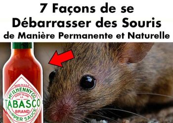 7 façons de se débarrasser des souris de manière permanente et naturelle