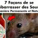 7 façons de se débarrasser des souris de manière permanente et naturelle