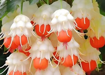 Plantes qui ressemblent à des chandeliers colorés, portant simultanément des fleurs et des structures semblables à des fruits, se balançant au grand air