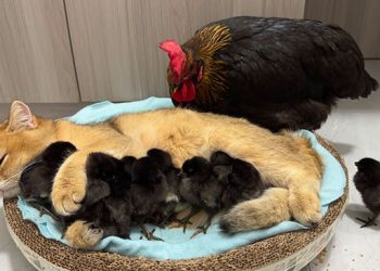 Vidéo : La poule a été surprise ! Les chats savent mieux s’occuper des poussins que les poules. C’est mignon et intéressant 😊