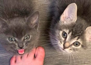 Pourquoi votre chat vous attend à la porte quand vous rentrez chez vous