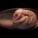 Un embryon de dinosaure magnifiquement préservé a été découvert dans un œuf d’oviraptorosaure fossilisé