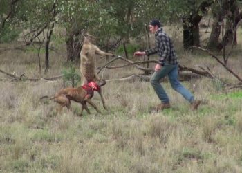 Un homme donne un coup de poing à un kangourou pour sauver son chien [vidéo]