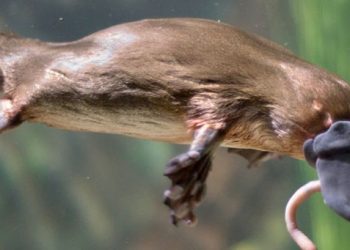 Nous savons maintenant pourquoi les ornithorynques sont si étranges : leurs gènes sont en partie ceux d’un oiseau, d’un reptile et d’un mammifère