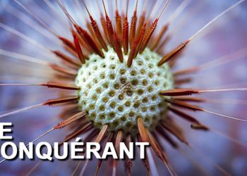 Pissenlit : La plante qui a conquis le monde