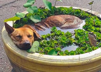 15 animaux super-détendus qui ont atteint le niveau ultime de relaxation