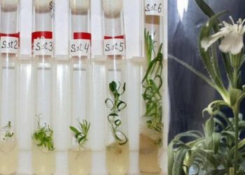 Des scientifiques font revivre une plante vieille de 32 000 ans tout droit sortie du Pléistocène