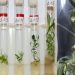 Des scientifiques font revivre une plante vieille de 32 000 ans tout droit sortie du Pléistocène