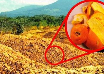 Ils ont jeté 12 000 tonnes de pelures d’orange dans une forêt. 16 ans plus tard, ils sont revenus pour voir les résultats…
