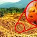 Ils ont jeté 12 000 tonnes de pelures d’orange dans une forêt. 16 ans plus tard, ils sont revenus pour voir les résultats…
