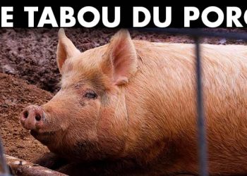 Pourquoi des milliards de personnes ne mangent pas de porc (ou pourquoi nous ne savons pas)