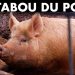 Pourquoi des milliards de personnes ne mangent pas de porc (ou pourquoi nous ne savons pas)