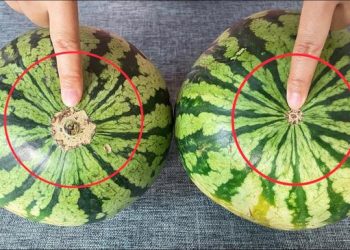 Les pastèques sont-elles sucrées ? Un simple coup d’œil ici et vous le saurez. Garantie de trouver la bonne à chaque fois, la méthode du vieux cultivateur de pastèques fonctionne vraiment.