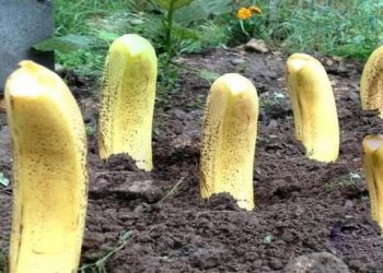 Plantez toujours des bananes dans votre jardin : cela change tout !