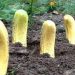 Plantez toujours des bananes dans votre jardin : cela change tout !