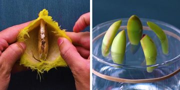 13 astuces de jardinage géniales que vous serez heureux de connaître !