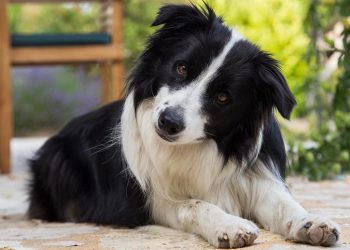 L’intelligence des chiens : classement par races