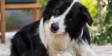 L’intelligence des chiens : classement par races