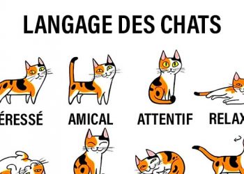 Comment mieux comprendre votre chat