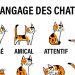 Comment mieux comprendre votre chat