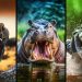 Les animaux les plus dangereux du monde
