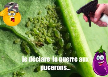 Comment se débarrasser des pucerons une fois pour toutes ?