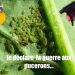 Comment se débarrasser des pucerons une fois pour toutes ?