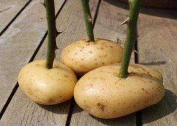 Elle met une tige de rose dans une pomme de terre et regardez ce qui se passe une semaine plus tard ! Fantastique !