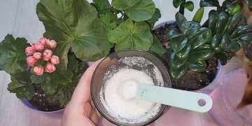 Ajoutez Ceci sous n’importe quelle plante et même le buisson le plus chétif revivra : 10 fertilisants naturels