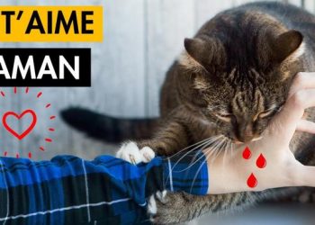 15 signes que votre chat vous considère comme sa maman (signe n°9 SURPRENANT)