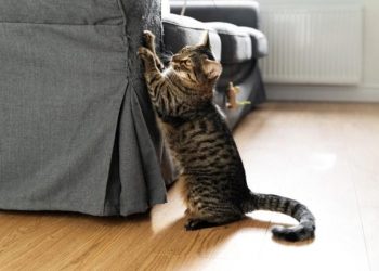 4 astuces efficaces pour empêcher son chat de griffer le canapé