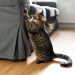 4 astuces efficaces pour empêcher son chat de griffer le canapé