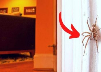 Pourquoi il ne faut jamais tuer les araignées à la maison ?