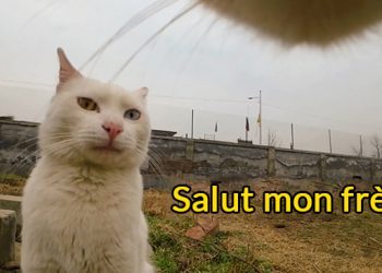 Il met une caméra sur un chat et vous montre le réseau social complexe des chats