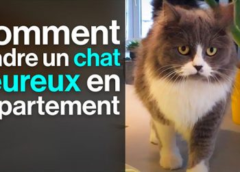 Comment rendre un chat heureux en appartement