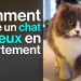 Comment rendre un chat heureux en appartement