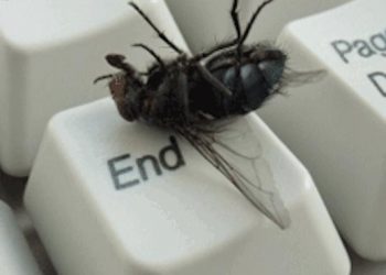 Comment je fais fuir les mouches avec une astuce toute simple