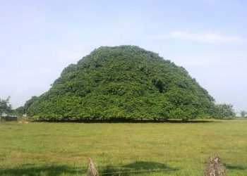 L’arbre le plus grand de Colombie est si large qu’il a développé des piliers pour soutenir ses branches
