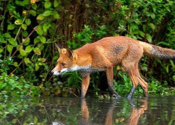 Le renard est loin d’être un nuisible : il nous protège contre la maladie de Lyme