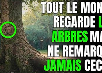 Les arbres parlent ! Lorsque vous passerez près d’un arbre, remarquez ces détails…