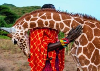 Les girafes s’éteignent dans la plus grande indifférence